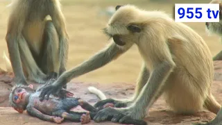 Langur monkeys grieve over fake monkey || Spy in the Wild || 955 tv