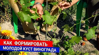 Как  формировать молодой куст винограда