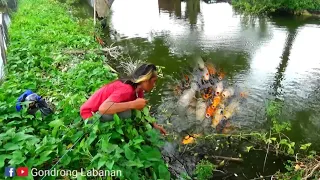 Dari mana datangnya,,ikan secantik ini pada nyasar di sungai