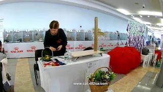 5  Выставка кошек в Харькове, Локомотив, 23 февраля, 2019, RUI, Свiйськi Леви