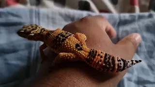 My Leopard Gecko chillin in my hand