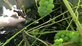 30 правил выращивания винограда на севере