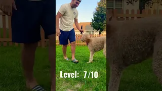 10 levels of poodle dog tricks