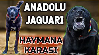 YIKIM TİMİ HAYMANA KARALARI - Haymanalı Nuro ve 70 Yıllık Haymana Karaları