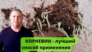 Проращивание черенков. Стимулятор корнеобразования корневин и его  применение