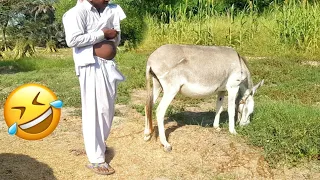 Boy meeting with donkey in summer season 😳