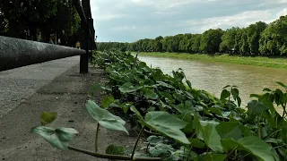 Боятися чи ні? В Ужгороді з приходом тепла активізувались змії