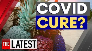 Breakthrough treatment: Could pineapples be the key to a COVID-19 cure? | 7NEWS