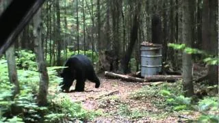 Bear hunt in Quebec / Chasse à l'ours au Québec - www.griffedours.com