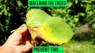 Fig Tree Watering | "How Much Water do Fig Trees Need?"