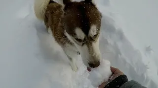 Huskies Playing In Deep Snow