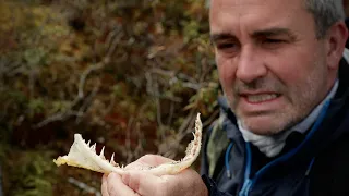 Les PRÉDATEURS du GRAND NORD - Cyril Chauquet