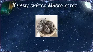 К чему снится Много котят (Сонник)