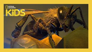 Buggin' Out | Weird But True! | S1 E9 | Full Episode | @natgeokids