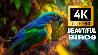 "4K Bird Watching: Different Types of Beautiful Birds in Ultra HD"