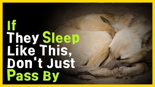 Understanding Your Dog's Sleep Postures