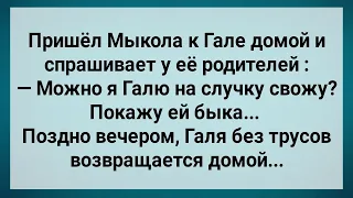 Как Мыкола Гале Быка Показывал! Сборник Свежих Анекдотов! Юмор!