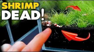 HALF SHRIMP TANK DEAD & DYING! (can I save) | MD Fish Tanks