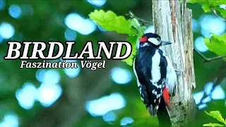 BIRDLAND - FASZINATION VÖGEL (Tierdoku, Vögel, Natur, Schulfilm) ganzer film Deutsch