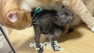 Abandoned Kitten who got groomed for the first time in his life