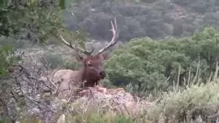 Giant Elk on the Pahvant Unit - MossBack