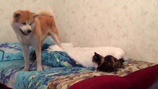 Akita inu and cat | Собака и кошка