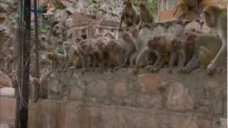 Monkey Troop Mourns Loss of Baby