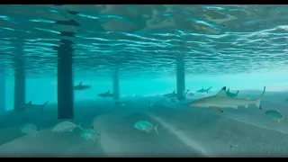 Snorkeling with Dozens of Sharks in Maldives - SCARY!