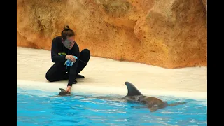 Training Ebu during "Imagine", Loro Parque´s dolphin show