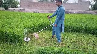 Grass cutting very fast by grass cutter||brush cutter +918950084431 (भारत/India)