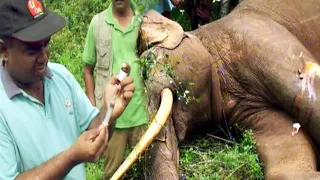 This majestic tusker was found with a wound in his leg due to a cable trap.| Saving an elephant