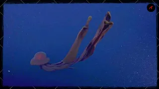 Aliens of the Deep | Unravelin Deep Sea Creatures