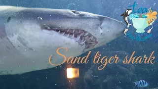 An Introduction to the Sand tiger shark