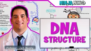 Cell Biology | DNA Structure & Organization 🧬