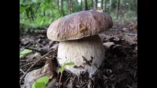 Поход за белыми грибами. Белые пошли, Июль 2017.