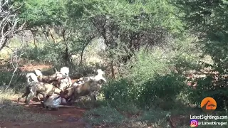 Wild Dogs Eat Impala Alive