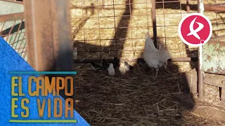 Las gallinas de Chabeli se unen a la paridera | El campo es vida