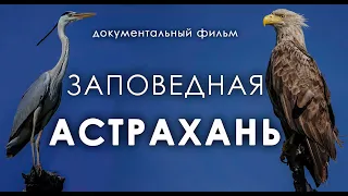 ЗАПОВЕДНАЯ АСТРАХАНЬ - документальный фильм об Астраханском заповеднике в 4К