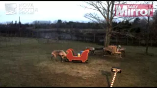 Rudolph the reindeer caught on camera DESTROYING Santa's sleigh