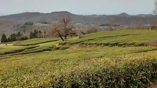 Горный Эдем. Чайные плантации. Лоо.