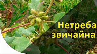 Яким грунтовим контролювати нетребу звичайну?