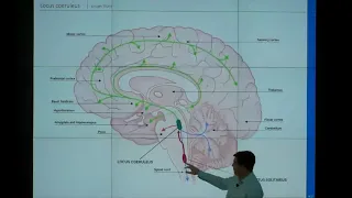 Advances in Non-Invasive Treatments for Age-Related Cognitive Decline with Sven Vanneste, PhD