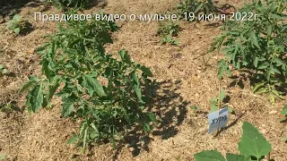 Правдивое видео о мульче и рассаде помидоров. Рассада с мульчей  19 июня 2022.