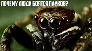 Почему люди боятся пауков? [TheBrain]