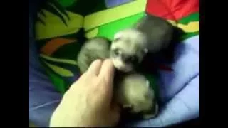 ручные щеночки хорька,Hand puppies ferret