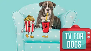 TV dla psów na lęk separacyjny 📺🐶 Muzyka relaksacyjna dla psa 🐶 Włącz ten film to relaks dla psa 😍