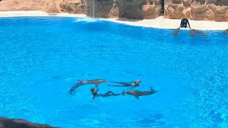 Loro parque Tenerife - dolphin show and pinguin show