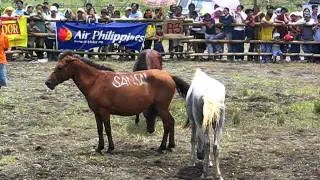 2004 08 20 kadayawan horsefight 2