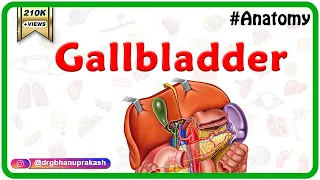 Gross Anatomy of Gallbladder: Composition, Structure, Blood supply  and Nerve supply