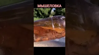 МЫШЕЛОВКА. Простая мышеловка из бутылки. Мышь не убивает, ловит быстро.